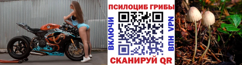 Галлюциногенные грибы Psilocybine cubensis  Берёзовка 